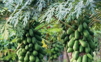 Petani pepaya california Mariono marson