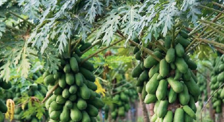 Petani pepaya california Mariono marson